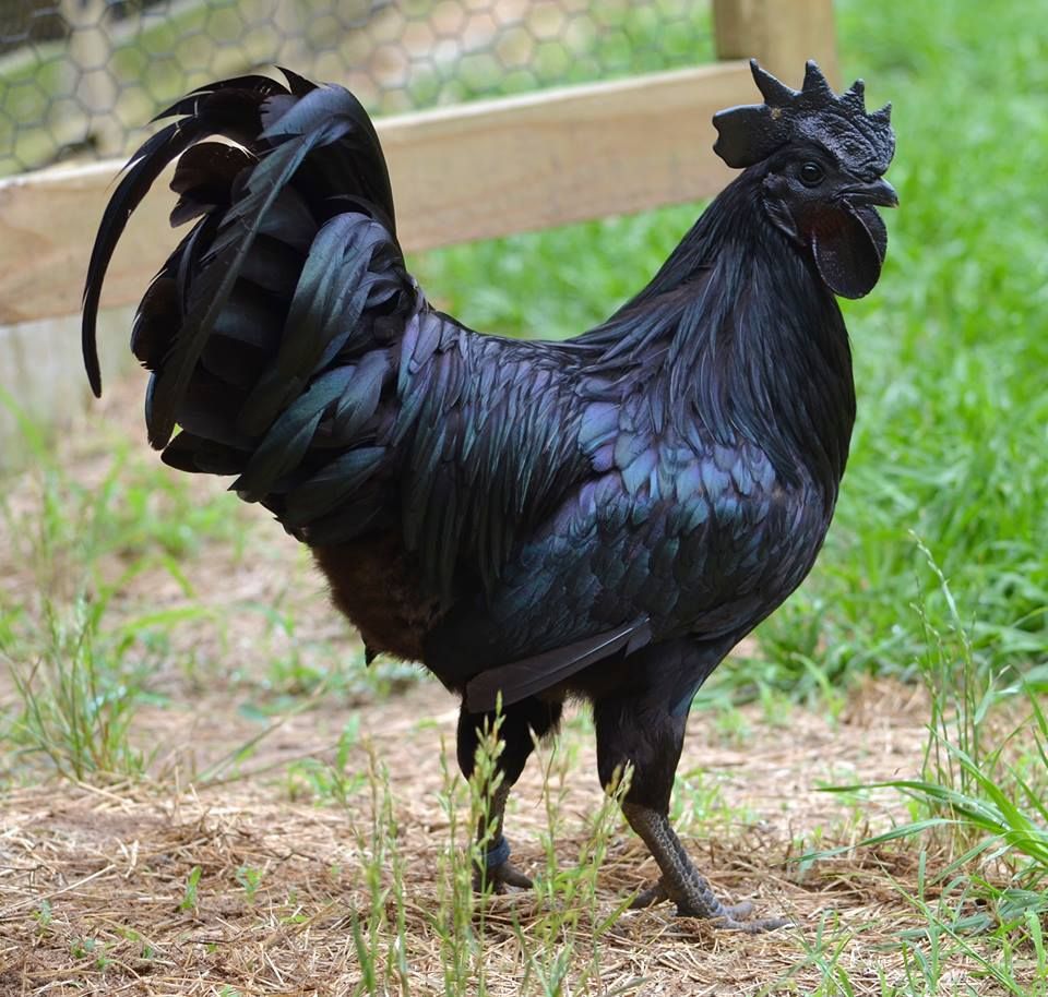 BlackCock