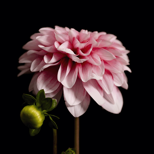 Wolf Nkole Helzle by GRM