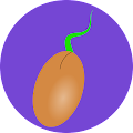 Seed