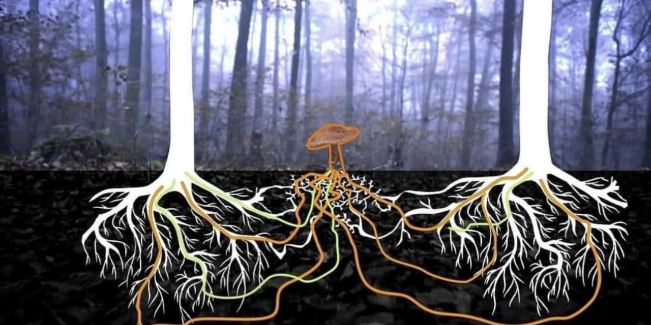 DAO之间该如何协作?盘点DAO2DAO常见类型及生态现状