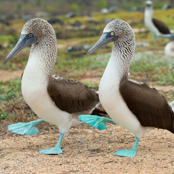 Boobies of All Kinds NSFW Animated