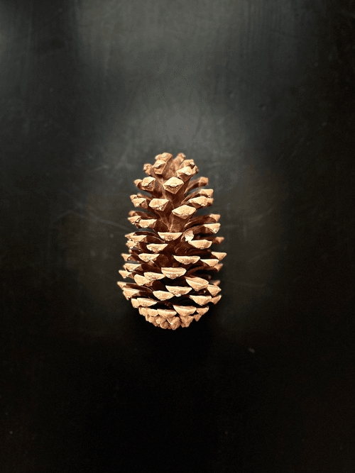 pinecone
