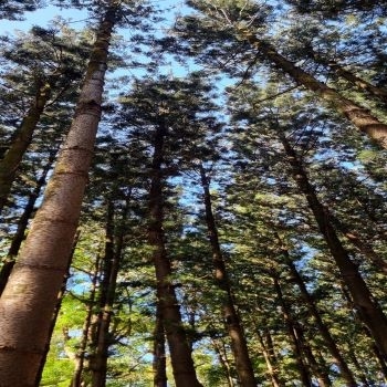 Tropical Island Vibes