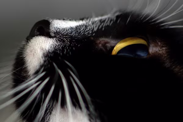 OmnichainNFTS 22f8c1