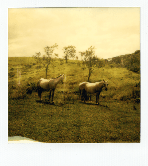 Eerie Polaroids