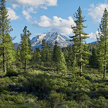 Karl Seifert: Mount Lassen Forest