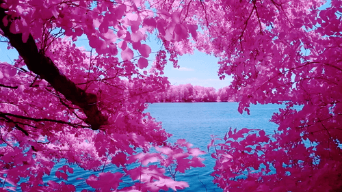 Within the Heart of Vibrations