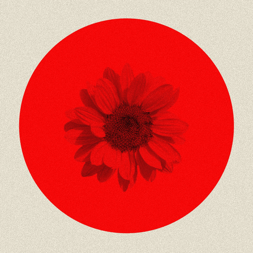 Les Fleurs de SORRISO