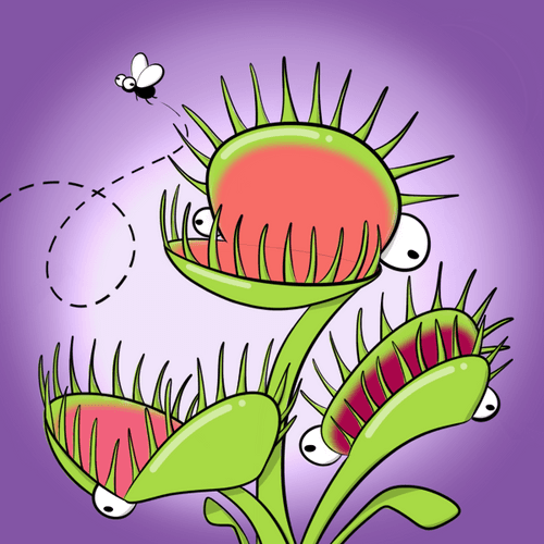 Fly Trap