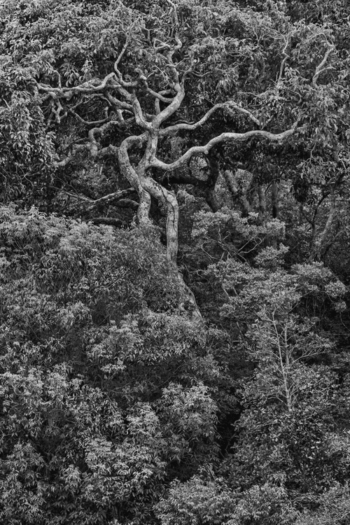 Amazonia - Sebastiao Salgado