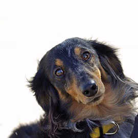 Tatum Matic Collection