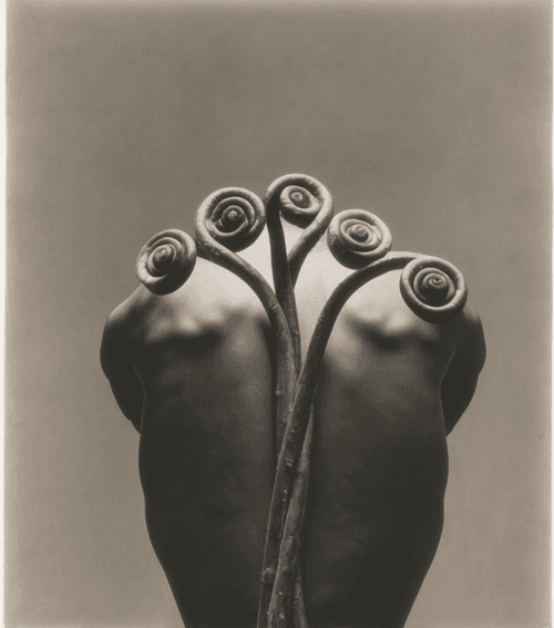 Botany: a photographic retrospective