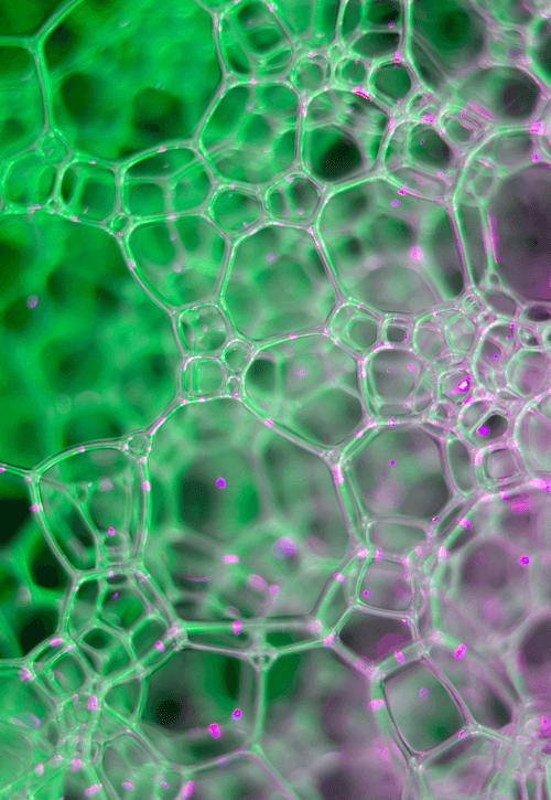 Abstract World of Soap Bubbles by KAPLINSKIY